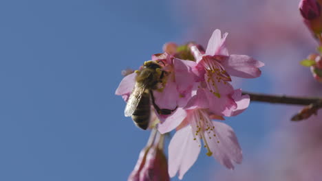 Honey-Bee-working-on-fragrant-cherry-tree-blossom