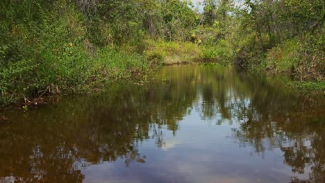 Brasilien-Dschungel-Flussufer-über-Fluss-Zu-Dichter-Dichter-Vegetation-Und-Bäumen,-Schwenkaufnahme