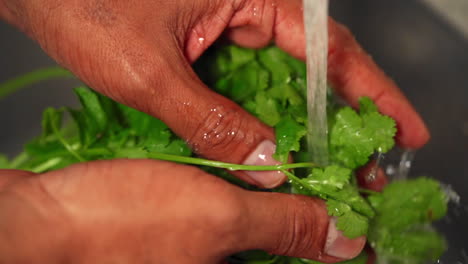 Hands-cleaning-fresh-coriander-in-a-kitchen-sink-in-slow-motion