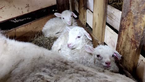 Three-cute-newborn-lambs-resting-safely-together-with-their-mother-sheep-inside-barn