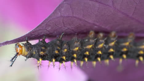 Macro-of-Black-Caterpillar-with-Yellow-Spikes-climbing-and-Eating-colorful-Leaf---4K-cinematic-prores-high-quality-film-footage