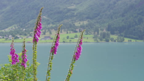 Common-Foxglove-Plants-Blooming-At-The-Shore-Of-Lake-Oldevatnet-In-Olden,-Norway