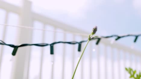 Lavendelpflanze-Weht-Im-Wind