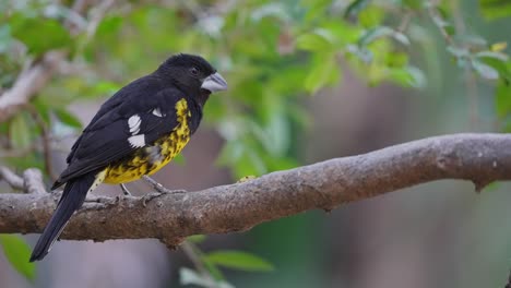 Macro-shot-of-beautiful-black-and-yellow-colored-Black-backed-Grosbeak-perched-on-branch
