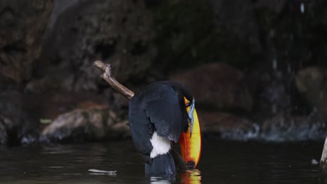 Close-up-of-tropical-Ramphastos-Toco-diving-head-in-river-during-hot-summer-day-in-Brazil---Cooling-with-fresh-water-in-nature
