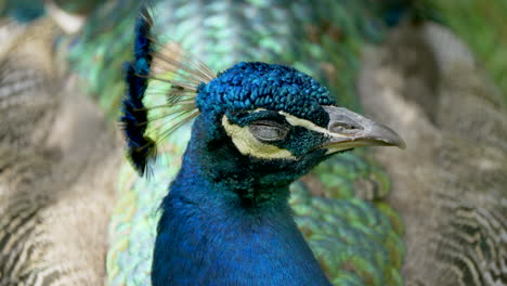 Macro-close-up-of-sleepy-colorful-Peacock-resting-outdoors-in-nature-and-wake-up