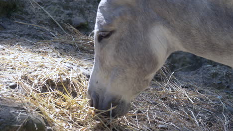 Happy-sweet-donkey-eating-fresh-hay-on-a-farm-during-sunny-day,close-up