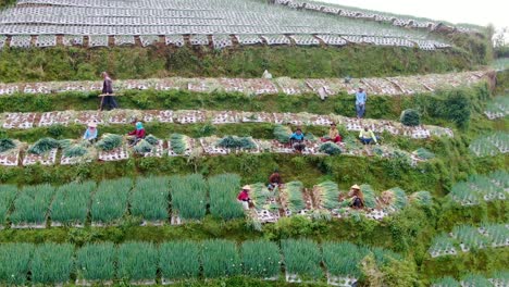 Farmers-traditional-harvest-green-onions-in-field-in-Indonesia,-aerial-view