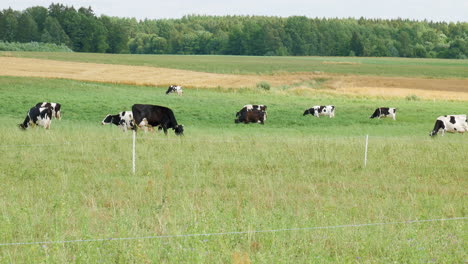 Lebendige-Ländliche-Landschaft-Und-Eine-Herde-Kühe,-Die-Auf-Einer-Grünen-Wiese-Grasen,-Statische-Ansicht