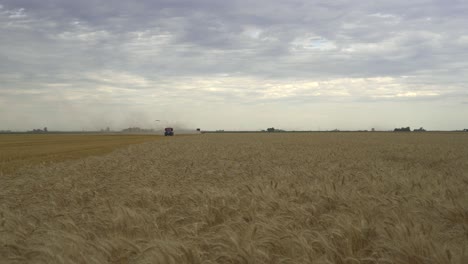 A-wheat-field,-with-a-distant-tractor-and-combine-harvester