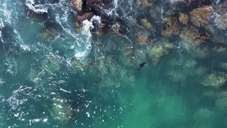 Ein-Verletztes-Robbenbaby-Schwimmt-Hilflos-Im-Meer,-Während-Die-Wellen-An-Einer-Felsigen-Küste-Entlangbrechen