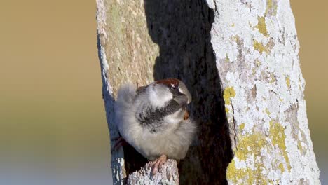 House-Sparrow-Perched-Inside-Tree-Trunk-Hole-then-Flies-Away