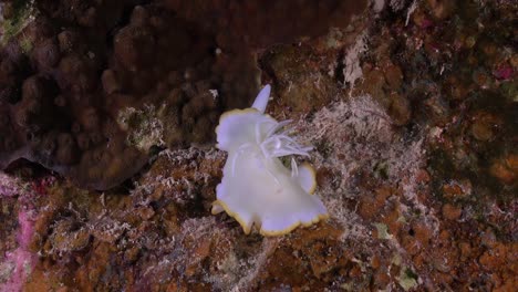 Egretta-Nudibranch-frontal-view-gliding-over-the-coral-reef