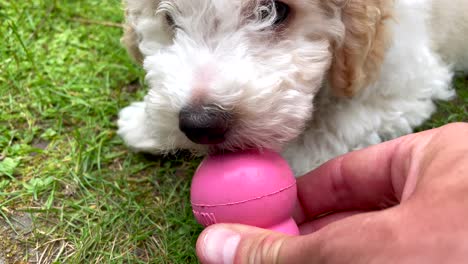 Person-feeding-sweet-young-dog-with-goodie-outdoors-in-garden