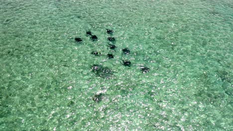 Eine-Gruppe-Von-Mantarochen-Schwimmt-Auf-Dem-Klaren-Wasser-Des-Ozeans-Auf-Den-Bahamas