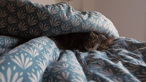 Domestic-Cat-Lying-And-Relaxing-On-The-Bed-Under-Duvet-During-Winter