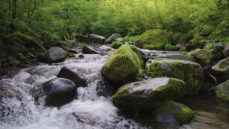 Mt-Daisen-forest-and-mountain-river,-Mossy-Rocks-through-stream