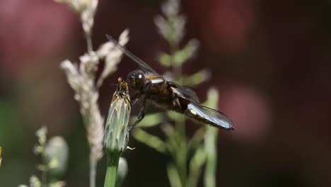 Dragonfly-Broadback-Chaser-Blue-On-Flower