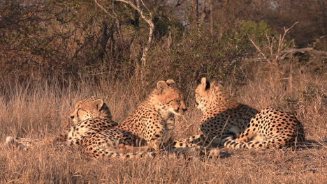 Close-view-of-three-cheetahs-resting-in-African-bushland,-golden-hour