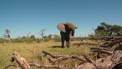 Ein-Großer-Afrikanischer-Elefant,-Der-Auf-Die-Kamera-Zuläuft