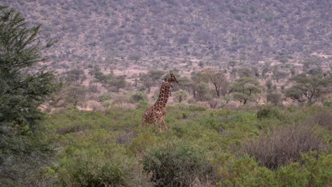 Giraffen-In-Einem-Nationalpark-Von-Kenia