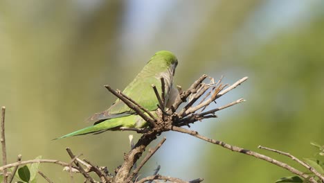 Close-up-shot-of-a-wild-little-monk-parakeet,-myiopsitta-monachus-perched-on-spiky-branches,-feeding-on-seed-pod-under-tranquil-sunlight-in-its-natural-habitat