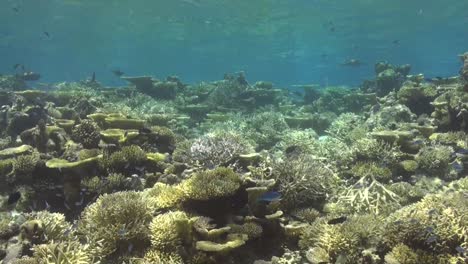 Tropical-coral-reef-with-hard-corals-and-table-coral-shallow-below-the-ocean-surface