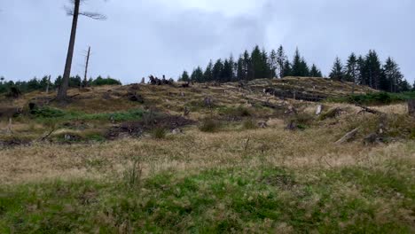 Pan-shot-of-Clear-Cut-Forest-Deforestation-Logging-Industry,-Nature-Tree-Wood-Cut-on-Hill-of-Ireland
