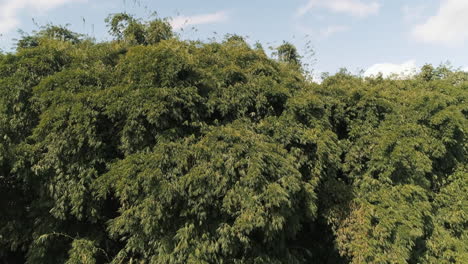 Bambusbaum-Drohnen-Luftaufnahme,-Grüner-Schöner-Ecuadorianischer-Bambus