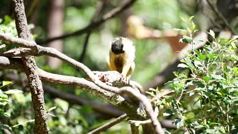 Squirrel-Monkey-in-jungle-mother-and-baby-in-trees