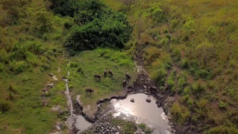 Aerial-view-of-a-herd-of-cape-buffalos-in-the-wetlands-of-Gabon