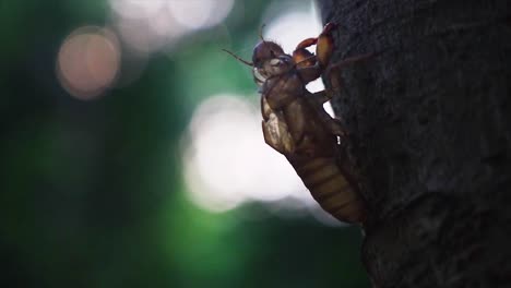 Close-Up-Of-Cricket-Exoskeleton-Shell-On-Tree-Bark