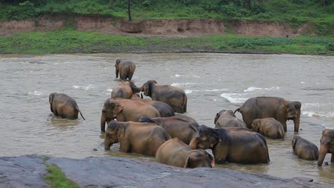 Gran-Familia-De-Elefantes-Asiáticos-Relajándose-Y-Bañándose-En-El-Río