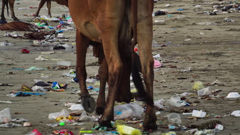 a-young-brown-heifer-walking-on-the-sand-smelling-garbage,-static-shot