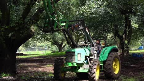 Ein-Mann-Wartet-Auf-Einem-Größeren-Grünen-Traktor,-Der-Während-Der-Ernte-Unter-Avocadobäumen-In-Mexiko-Wartet