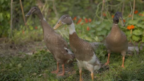 Indian-Runner-duck-family-in-organic-garden-looking-the-camera---An-example-of-permaculture-work-in-the-home-yard