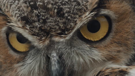 Great-horned-owl-eyeballs-close-up-macro