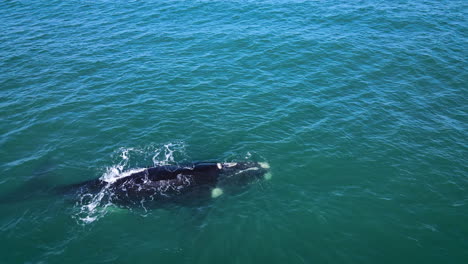 Independant-Southern-Right-Whale-drifting-in-coastal-waters