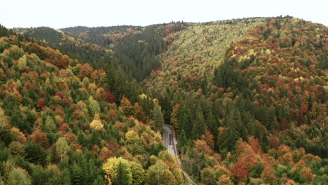 Aerial-View-of-Autumn-Mixed-Forest-with-a-Countryside-Winding-Road-in-the-Middle,-drone-pitch-down-while-flying-up