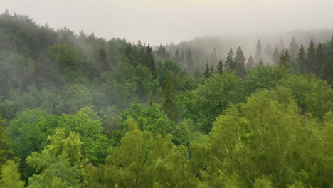 Aerial-shot-of-mountain-valley-forest-in-fog,-low-flight-over-treetops,-4K-view