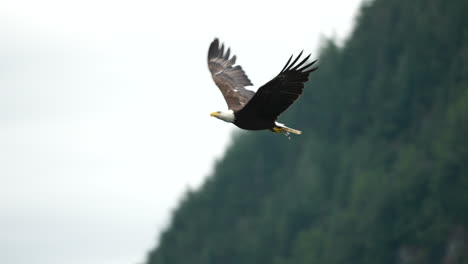 águila-Atrapando-Peces-Y-Alimentándose-En-Columbia-Británica,-Canadá