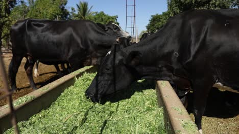 Vacas-Lecheras-Comiendo-Hierba-Verde-Recién-Cortada-De-Un-Comedero-En-Una-Granja-Rural