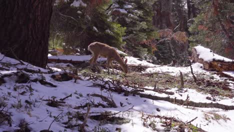 Deer-Grazes-in-Snowy-Forest,-Slow-Motion