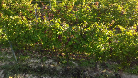 Ripe-grapes-in-organic-vineyard-agriculture-cultivation-field