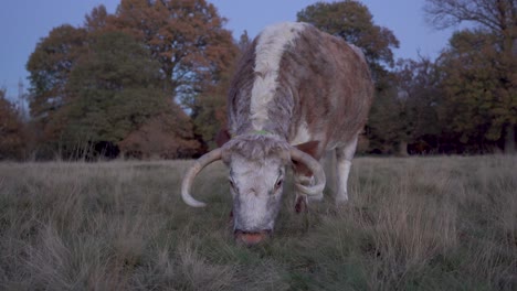 English-Longhorn-cow-grazing-in-Wanstead-park-at-dusk,-close-up-low-angle