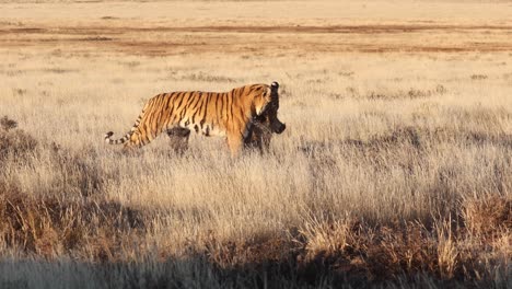 Bengal-Tiger-on-golden-hour-savanna-drags-captured-warthog-in-mouth