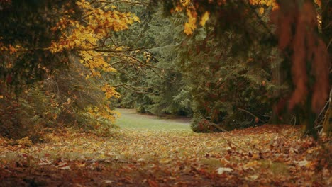 Herbstfarben-In-Einem-Wald-In-4k,-Vancouver-British-Columbia,-Kanada