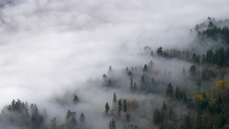 Nadelwald-Im-Berg,-Bedeckt-Mit-Dichtem-Nebel-Und-Wolken