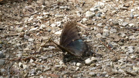 Alter-Schmetterling-Mit-Beschädigten-Flügeln,-Der-Auf-Steinigem-Boden-Ruht-Und-Dann-Wegfliegt