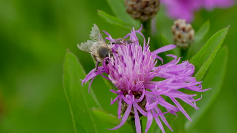 Slow-motion-close-up-of-wild-bee-working-in-pink-petal-and-flying-away